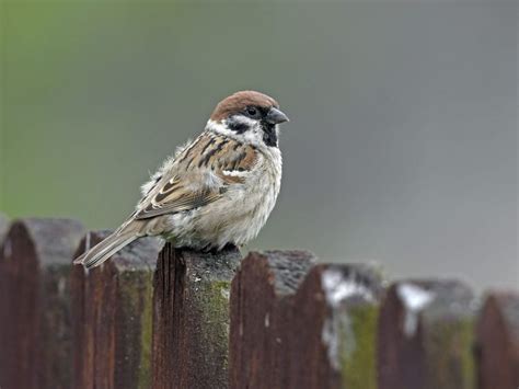 schwarz weißer vogel name|deutsche gartenvögel bilder.